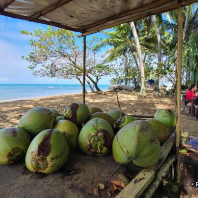 Coconuts by the beach
