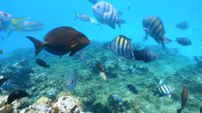 Puerto Plata snorkeling